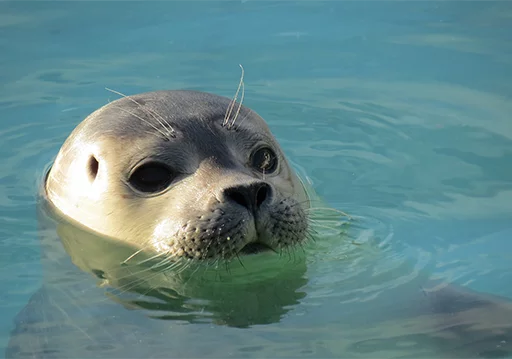 Стікер Telegram «Seals | Тюлени» 😶