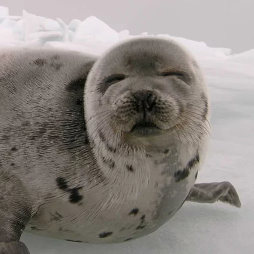 Seals | Тюлени stiker ☺️