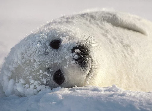 Seals | Тюлени stiker ☺️