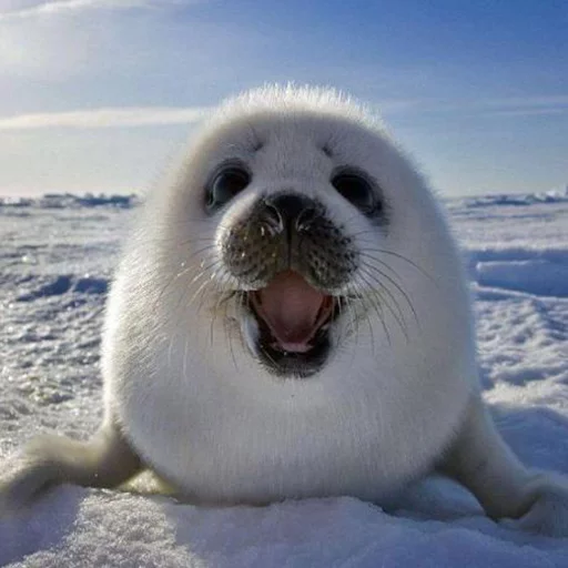 Seals | Тюлени stiker 😄