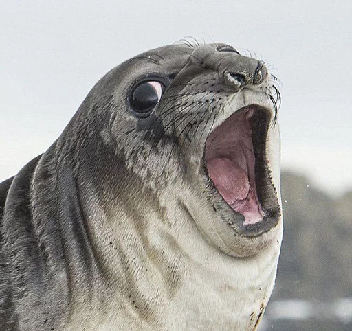 Стикер Telegram «Seals | Тюлени» 😜