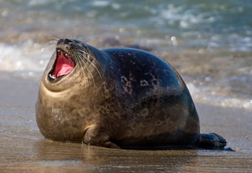 Seals | Тюлени stiker 😫
