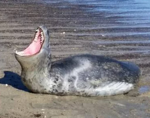 Seals | Тюлени sticker 😫