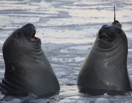 Seals | Тюлени stiker 😮