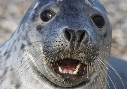 Seals | Тюлени stiker 😀