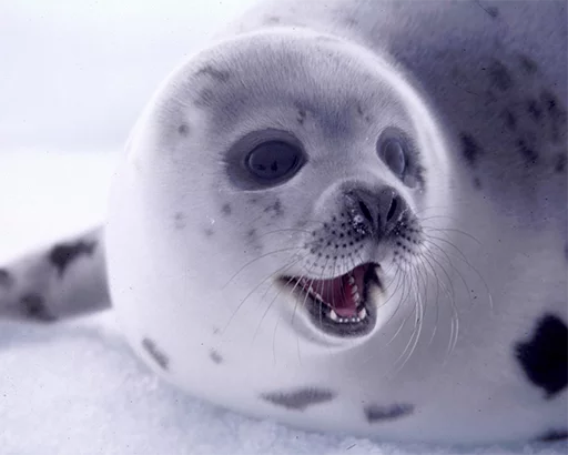 Стикер Telegram «Seals | Тюлени» 😃