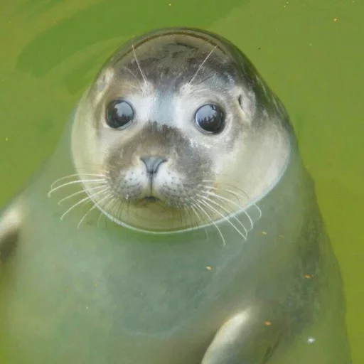 Seals | Тюлени stiker 😕