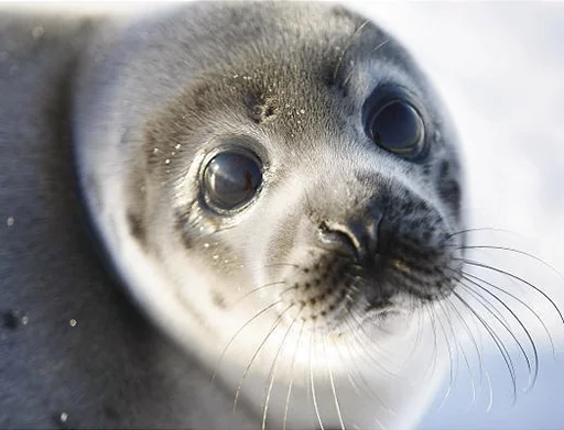 Стікер Seals | Тюлени 😨