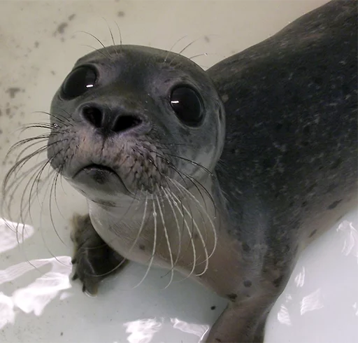 Seals | Тюлени sticker 😳