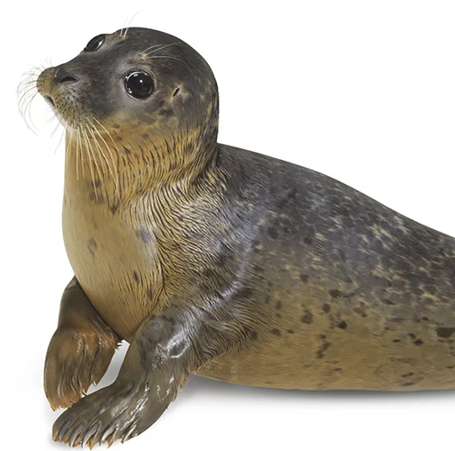 Telegram Sticker «Seals | Тюлени» 😋