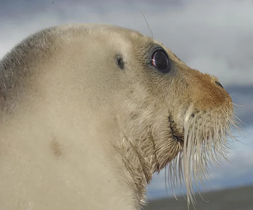 Seals | Тюлени sticker 😱