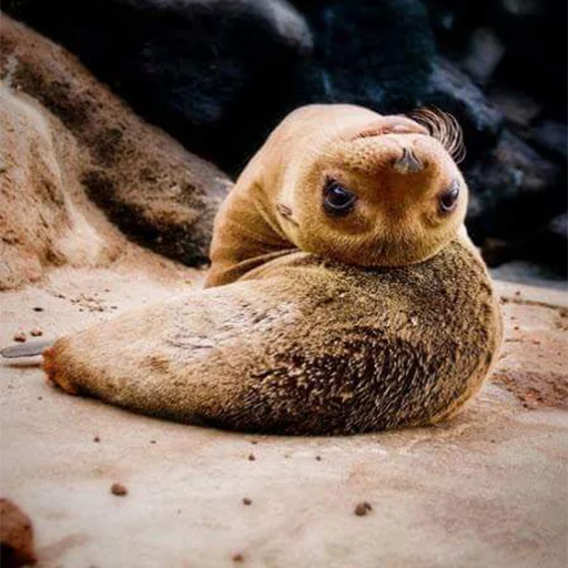 Seals | Тюлени stiker 👀