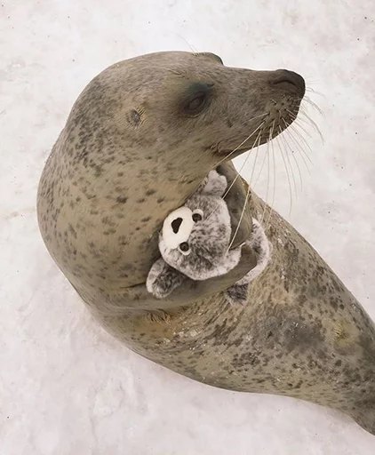 Стикер Telegram «Seals | Тюлени» ☺️