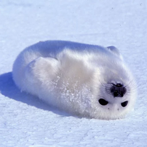 Seals | Тюлени stiker 🙃