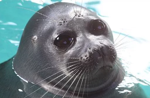 Seals | Тюлени sticker 👽