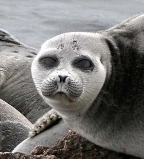 Telegram stiker «Seals | Тюлени» 👽