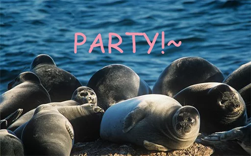 Seals | Тюлени sticker 🎉