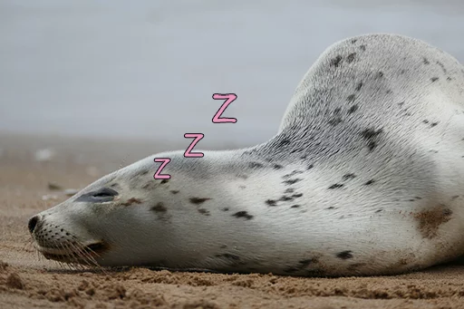 Telegram Sticker «Seals | Тюлени» 💤