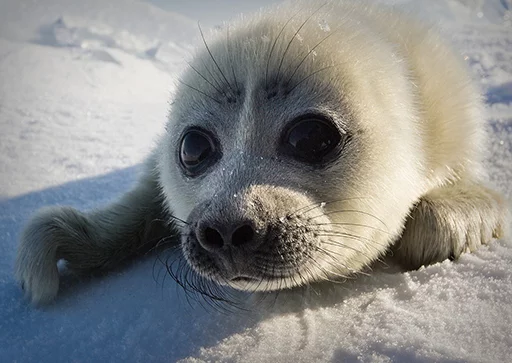 Seals | Тюлени sticker 👃