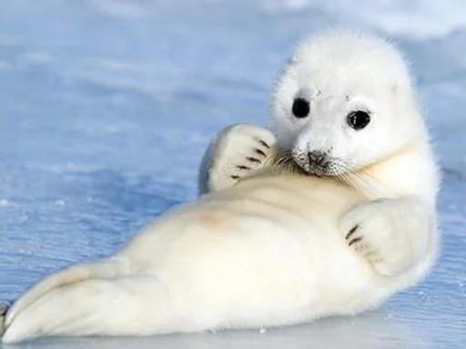 Seals | Тюлени stiker 😙