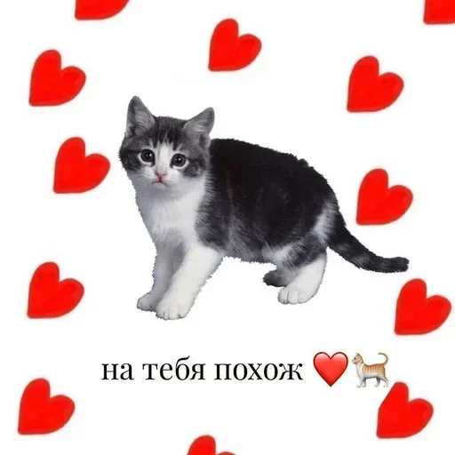 Telegram stiker «Любовные пикчи» 🐈‍⬛