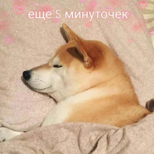Telegram Sticker «Милые собаки» 🛏
