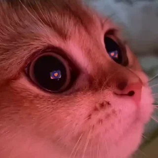 Video Cats emoji 😍
