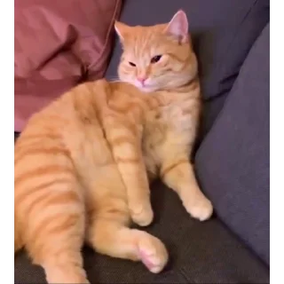 Video Cats emoji 🤗