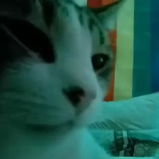 Эмодзи Video Cats  🥳