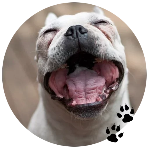 Telegram stiker «Cute Dogs» 🐶