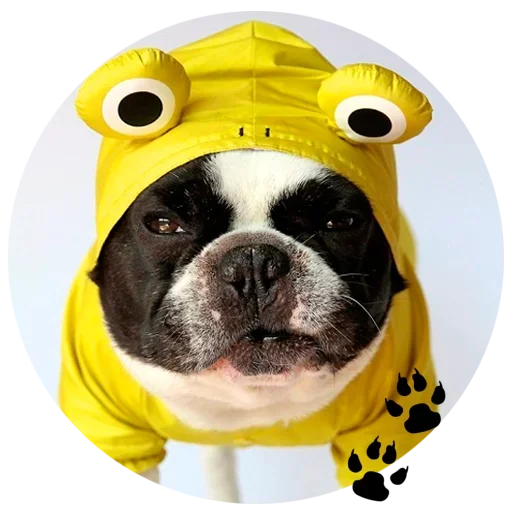 Cute Dogs emoji 🐶