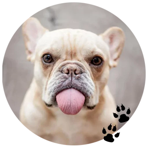 Telegram Sticker «Cute Dogs » 🐶