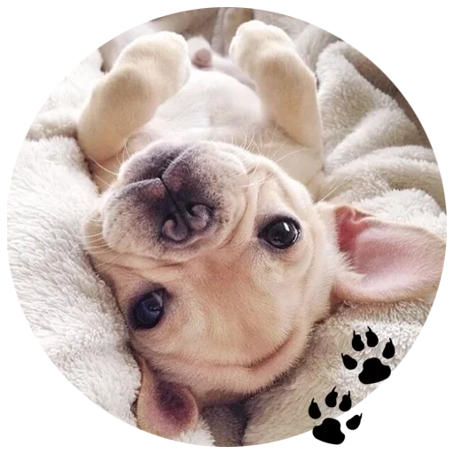 Cute Dogs emoji 🐶