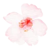 Эмодзи flowers 🌸