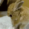 Эмодзи телеграм bunny