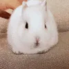 bunny emoji 🐇