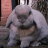 bunny emoji 😢