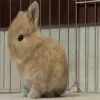 bunny emoji 🐇