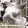 bunny emoji 🥕