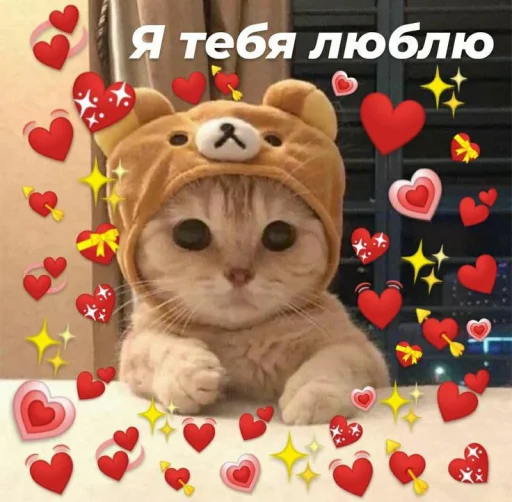 Стикер Telegram «Cute cats 100» ❤️