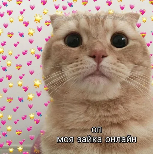 Стикер Telegram «Cute cats 100» 😐