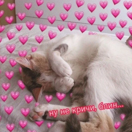 Стикер Telegram «Cute cats 100» 😣