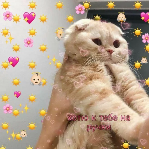 Telegram Sticker «Cute cats 100» 🥺