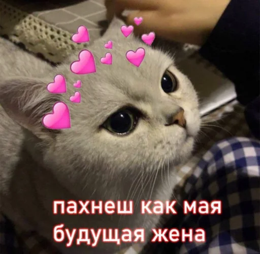 Telegram stiker «Cute cats 100» 😻