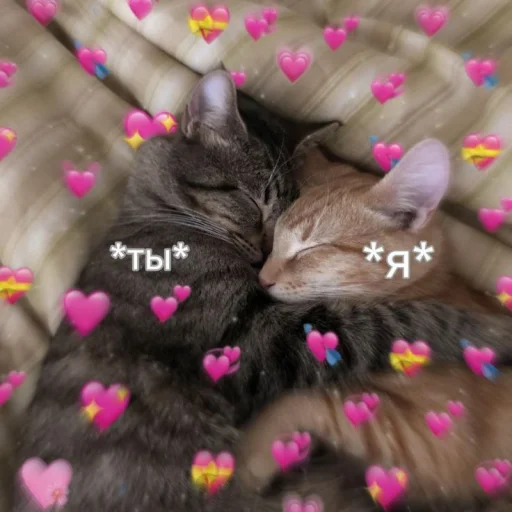 Cute cats 100 emoji 🫂