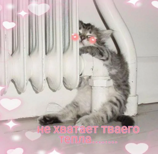 Telegram Sticker «Cute cats 100» ❄️