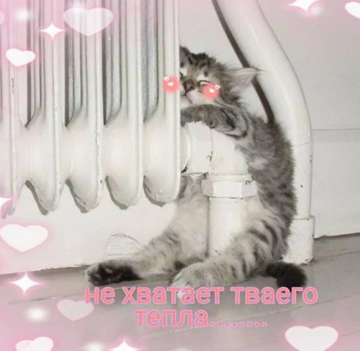 Стікер Cute cats 100 ❄️