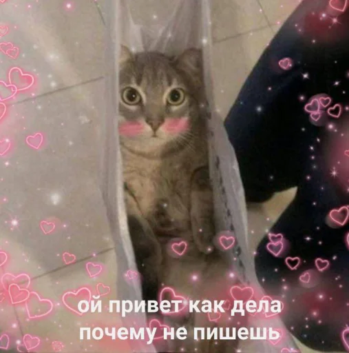 Стикер Cute cats 100 😳