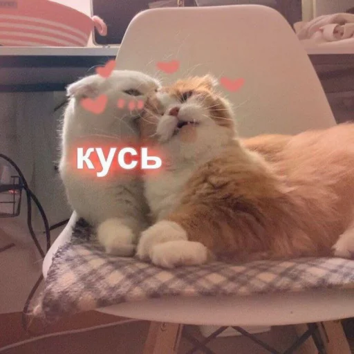 Стикер Telegram «Cute cats 100» 😽