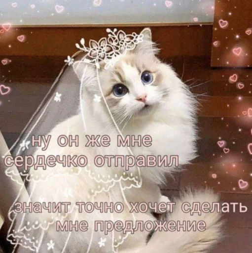 Telegram Sticker «Cute cats 100» 👰‍♀